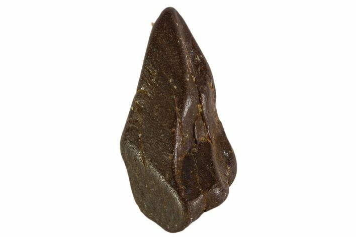 Ceratopsid Tooth - Montana #106876